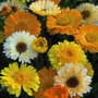 Calendula officinalis 'Summer Sunset' - Seeds