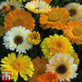 Calendula officinalis 'Summer Sunset' - Seeds