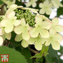 Viburnum plicatum f. tomentosum 'Kilimanjaro Sunrise'