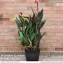 Canna 'Tropicanna' Trio