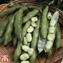 Broad Bean 'The Sutton'