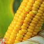 Sweetcorn Multisown Collection