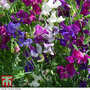 Sweet Pea Mixed Porlock