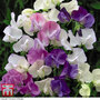Sweet Pea 'Scent Infusion' - Seeds