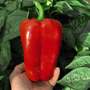 Sweet Pepper 'Red King' F1 Hybrid - Seeds