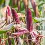 Zea mays japonica 'Quadricolour' (Ornamental)