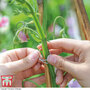 Garden Essentials - Sweet Pea Support Rings