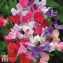 Sweet Pea 'Early Mammoth Mixed' - Seeds