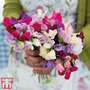 Sweet Pea 'Bright and Breezy' - Seeds