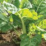 Organic Swiss Chard 'White Silver' - Seeds