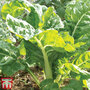 Organic Swiss Chard 'White Silver' - Seeds