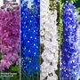 Delphinium Pacific Giants Legend Collection