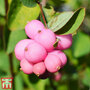 Symphoricarpos x doorenbosii 'Mother of Pearl'