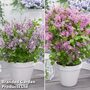 Syringa Flowerfesta® Duo