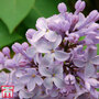Lilac 'Gloire de la Rochelle'