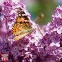 Common Lilac (Hedging)