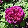 Rose 'Scented Double Purple'