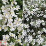 White Hanging Basket Duo