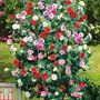 Camellia 'Tricolour'