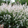 Salix integra 'Hakuro-nishiki'