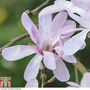 Magnolia stellata 'Rosea'