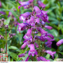 Penstemon 'Sour Grapes'