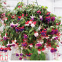 Fuchsia Trailing Mix Pre-Planted Basket