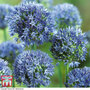 Allium caeruleum