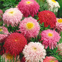 Tanacetum coccineum 'Semi-double Mix'