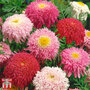 Tanacetum coccineum 'Semi-double Mix'