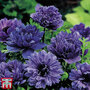 Anemone coronaria 'Lord Lieutenant'