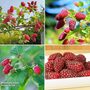 Tayberry Growers Choice