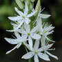 Camassia leichtlinii subsp. leichtlinii