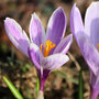 Crocus 'Vanguard'