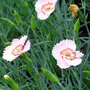 Dianthus 'Tequila Sunrise'