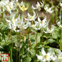 Erythronium californicum 'White Beauty'