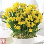 Narcissus 'Tete-a-Tete' - Gift