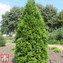 Thuja occidentalis 'Brabant' (Hedging)