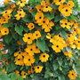 Thunbergia alata 'Golden Eyes' - Seeds