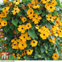 Thunbergia alata 'Golden Eyes' - Seeds