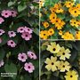 Thunbergia Trio
