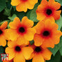 Thunbergia alata 'Sunny Susy Red-Orange'