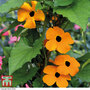 Thunbergia alata 'Superstar Orange' - Seeds