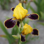 Iris 'Bumblebee Deelite'
