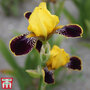 Iris 'Bumblebee Deelite'