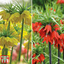 Fritillaria imperialis Duo