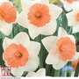 Narcissus 'Chromacolor'