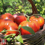 Tomato 'Buffalo Steak' (Grafted)