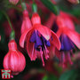 Fuchsia 'Tom Thumb' (Hardy)