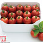 Tomato 'Alicante'